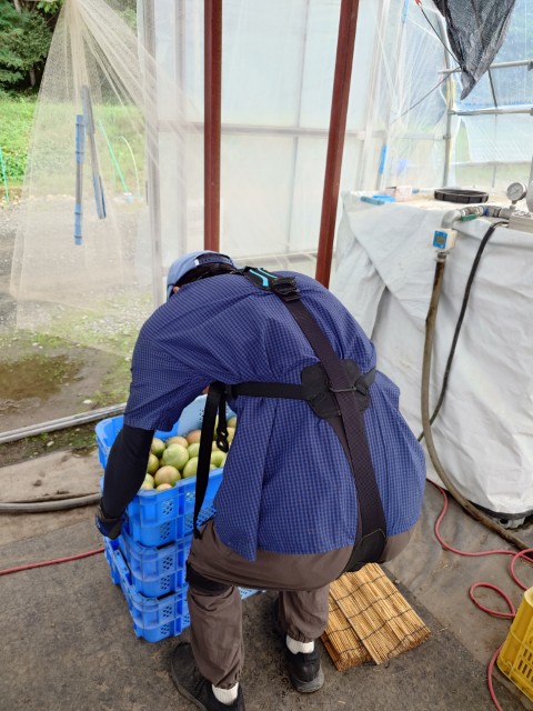 マッスルスーツ Soft-Powerを装着して農作業を行う様子