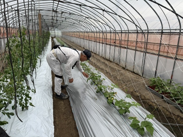 ビニールハウス内でアシストスーツを着用し中腰姿勢で作業を行う菊地様